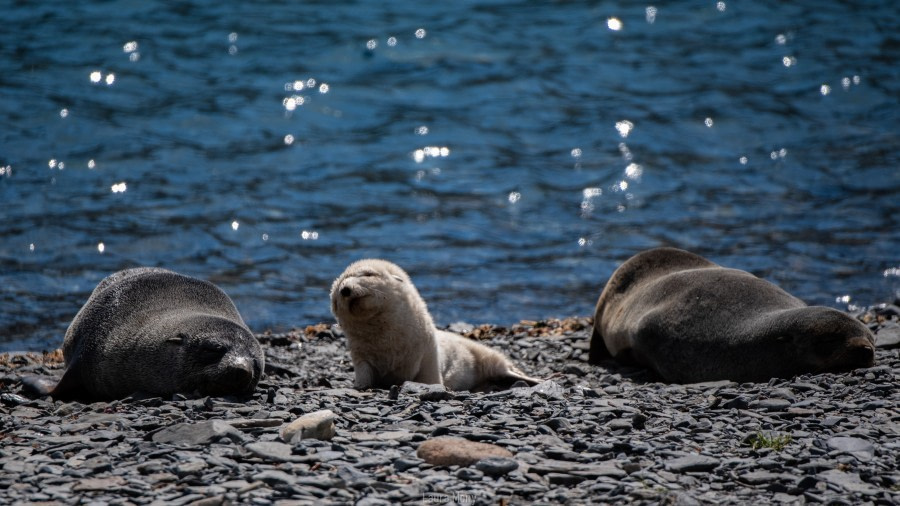 PLAEC-21, Day 14, Grytviken, fur seals © Laura Mony - Oceanwide Expeditions.jpg