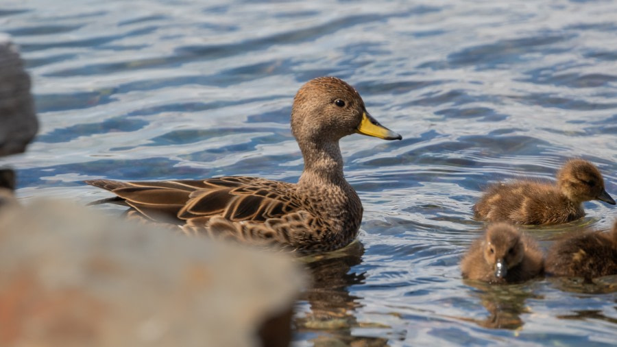 PLAEC-21, Day 14, Grytviken, Pintail ducks © Pippa Low - Oceanwide Expeditions.jpg