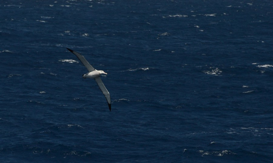 PLAEC-21, Day 16, Wandering albatross © Unknown Photographer - Oceanwide Expeditions.jpg