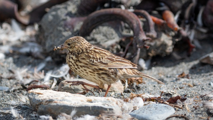 PLAEC-21, Day 13, South Georgia pipit © Pippa Low - Oceanwide Expeditions.jpg