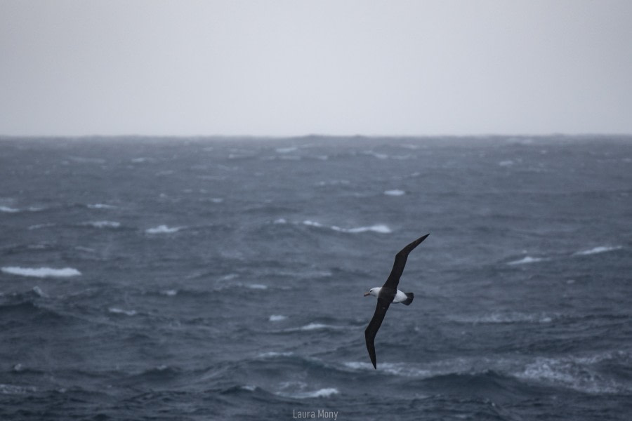 PLAEC-21, Day 02, Black-browed Albatross, Drake passage © Laura Mony - Oceanwide Expeditions.jpg