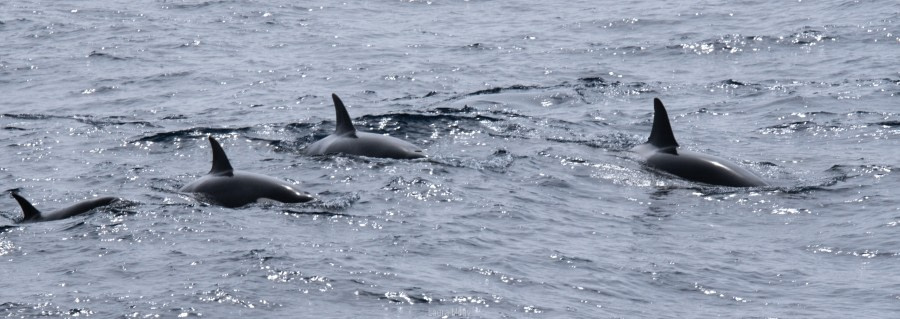 PLAEC-21, Day 3, Orca, Drake passage © Laura Mony - Oceanwide Expeditions.jpg