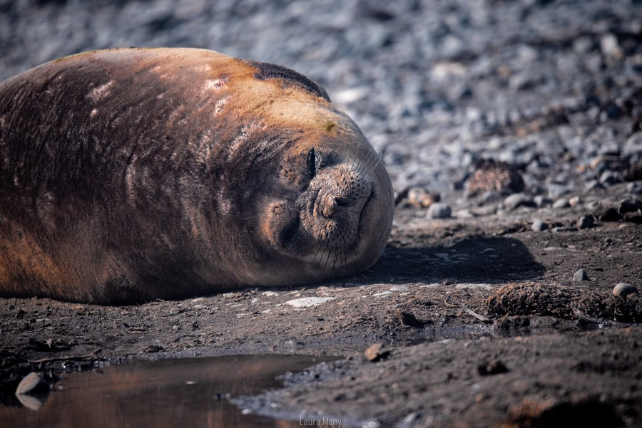 PLAEC-21, Day 4, Elephant Point © Laura Mony - Oceanwide Expeditions.jpg