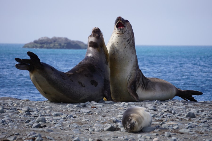 PLAEC-21, Day 4, Elephant Point © Unknown Photographer - Oceanwide Expeditions (1).JPG