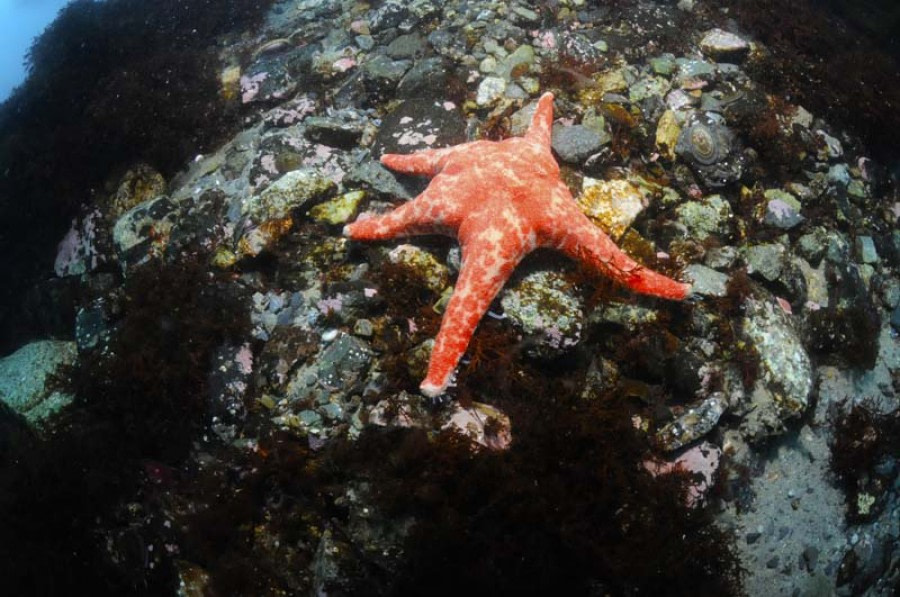 PLA24-21, Day 7, Starfish, Port Charcot © Unknown Photographer - Oceanwide Expeditions.jpg