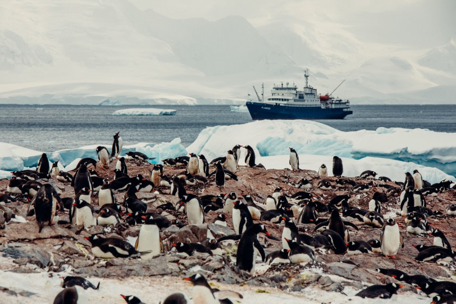 PLA24-21, Day 5, Gentoo penguin, Cuverville Island © Unknown Photographer - Oceanwide Expeditions (1).jpg