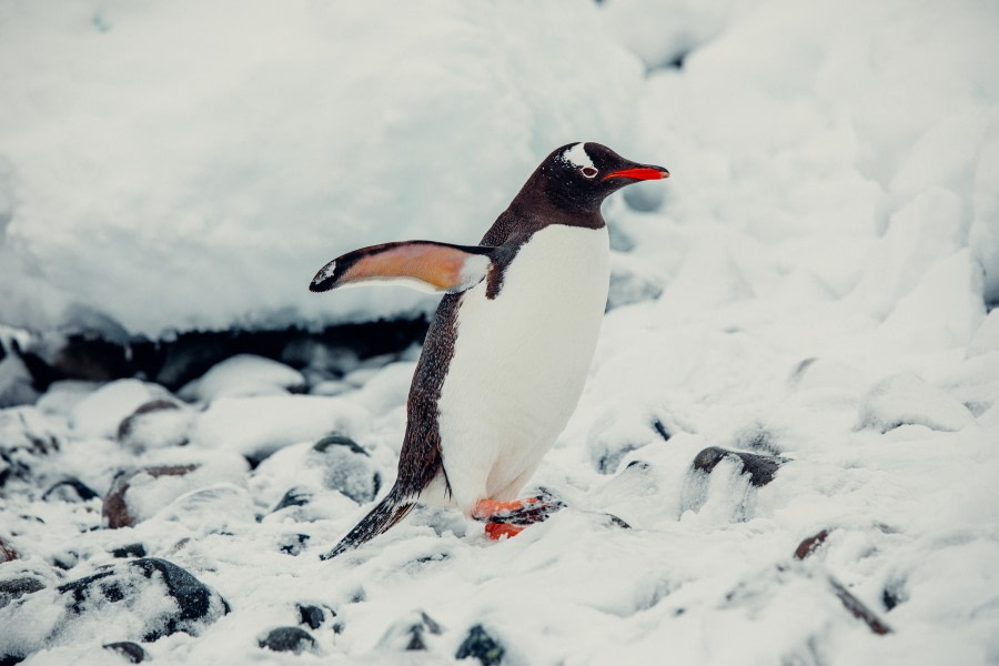 PLA24-21, Day 5, Gentoo penguin, Cuverville Island © Unknown Photographer - Oceanwide Expeditions.jpg