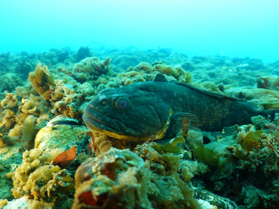 PLA24-21, Day 6, Antarctic fish, Danco Island © Unknown Photographer - Oceanwide Expeditions.jpg