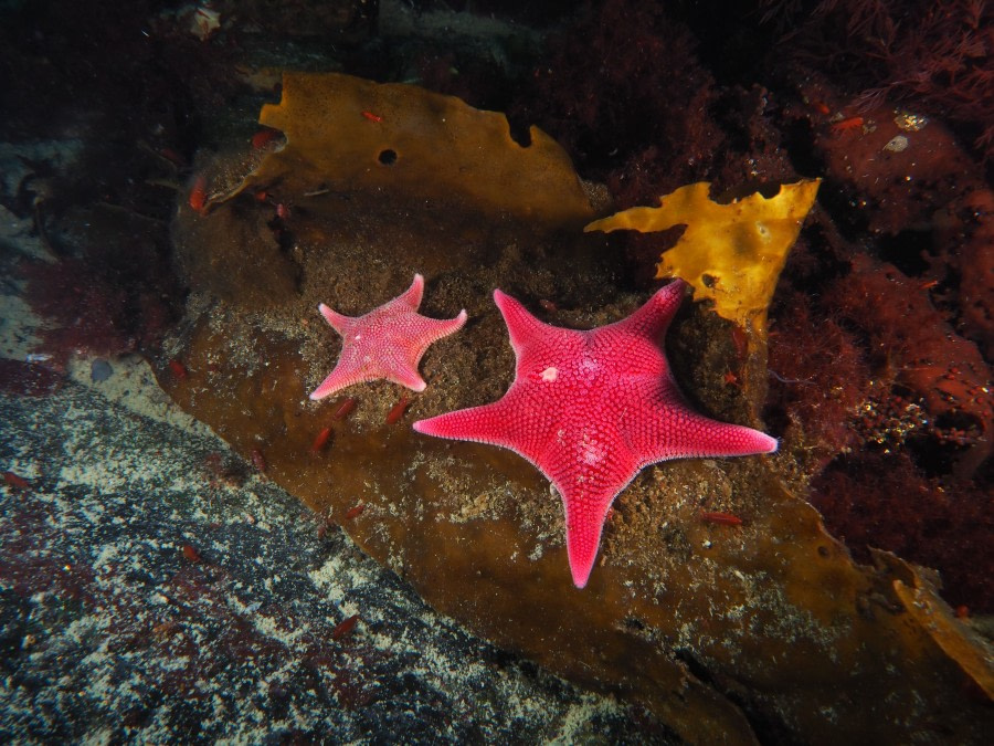 PLA24-21, Day 6, Starfish, Paradise Bay © Unknown Photographer - Oceanwide Expeditions.jpg