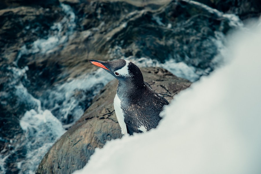 Gentoo penguin, Stony Point © Unknown Photographer - Oceanwide Expeditions (3).jpg