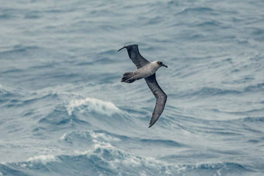 PLA24-21, Day 3, Light-mantled albatross, Drake passage © Unknown Photographer - Oceanwide Expeditions.jpg