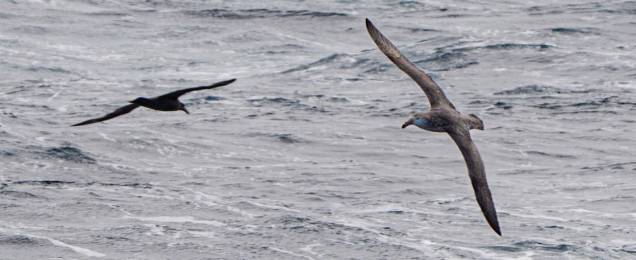 At sea on the Drake Passage towards Ushuaia