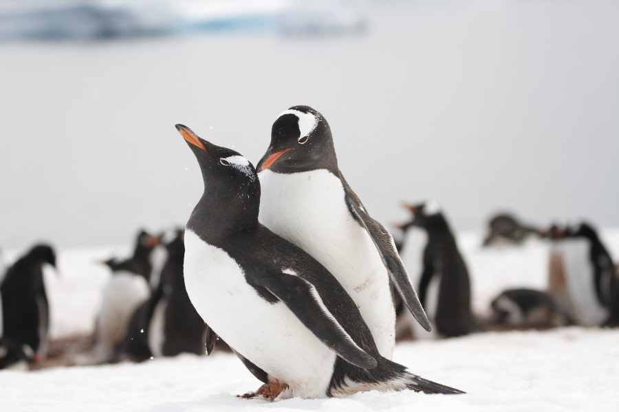 HDS23-21, Day 4, Gentoo penguins, Cuverville © Felicity Johnson - Oceanwide Expeditions.JPG