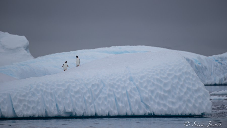 HDS23-21, Day 4, Gentoo penguins, Cuverville © Sara Jenner - Oceanwide Expeditions.jpg