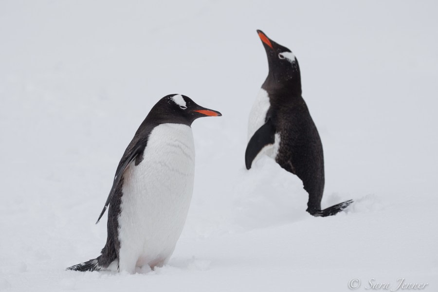 HDS23-21, Day 5, Gentoo penguins, Danco Island © Sara Jenner - Oceanwide Expeditions (1).jpg