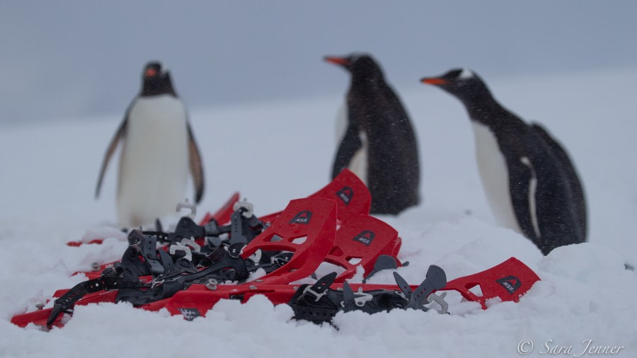 HDS23-21, Day 5, Gentoo penguins, Danco Island © Sara Jenner - Oceanwide Expeditions (2).jpg