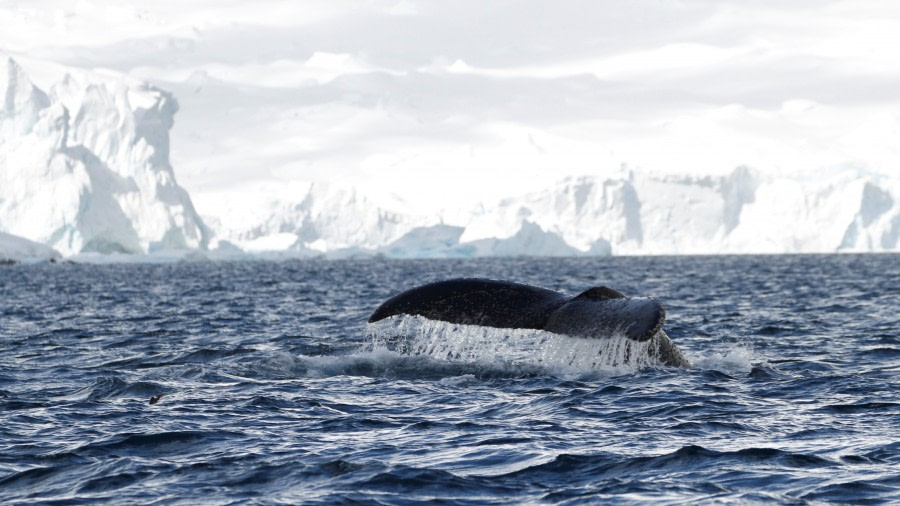 HDS23-21, Day 6, Whale, Paradise Bay © Felicity Johnson - Oceanwide Expeditions.JPG