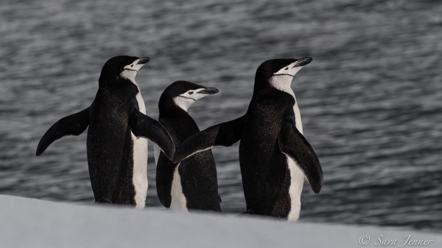 HDS23-21, Day 7, Chinstrap penguins, Portal point © Sara Jenner - Oceanwide Expeditions.jpg