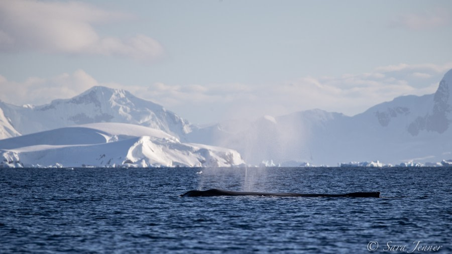 HDS23-21, Day 7, Humpback whale, Foyn Harbour © Sara Jenner - Oceanwide Expeditions.jpg