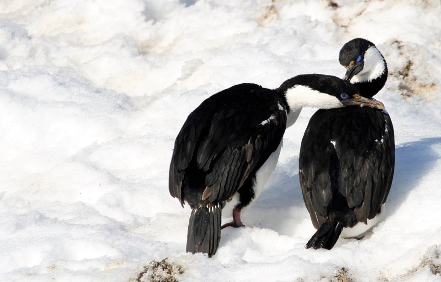 HDS23-21, Day 7, Portal point, Blue-eyed shags © Felicity Johnson - Oceanwide Expeditions.JPG