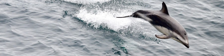 HDS23-21, Day 9, Long-finned pilot whales, Drake passage © Unknown Photographer - Oceanwide Expeditions.jpg