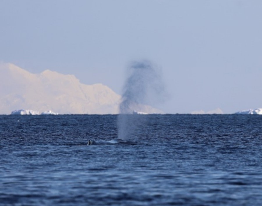 HDS23-21, Humpback blow 20 Dec © Keirron Tastagh - Oceanwide Expeditions.jpeg