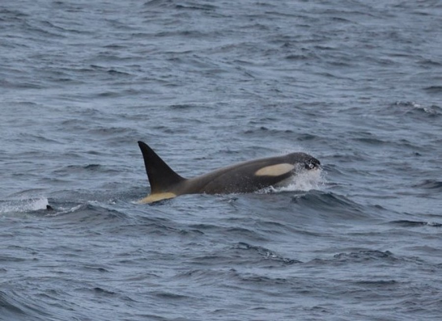 HDS23-21, Orca from ship on 20 Dec © Keirron Tastagh - Oceanwide Expeditions.jpeg