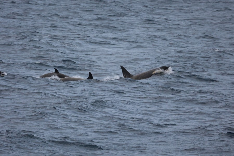 HDS23-21, Orca pod 20 Dec © Keirron Tastagh - Oceanwide Expeditions.jpeg