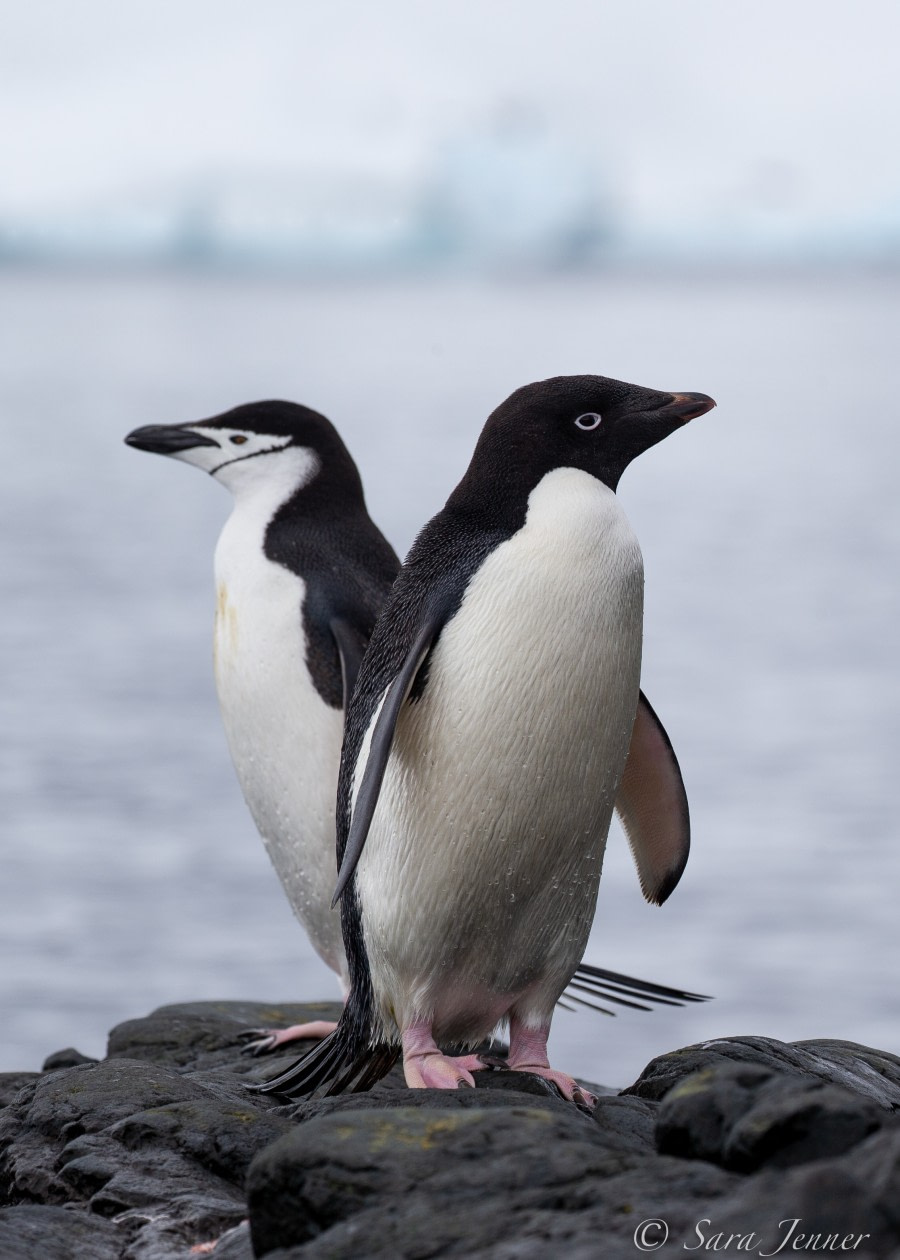 HDS24-21_Day 6_Orne Islands © Oceanwide Expeditions.jpg