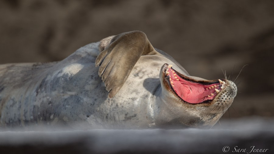 Deception Island, Hannah Bay