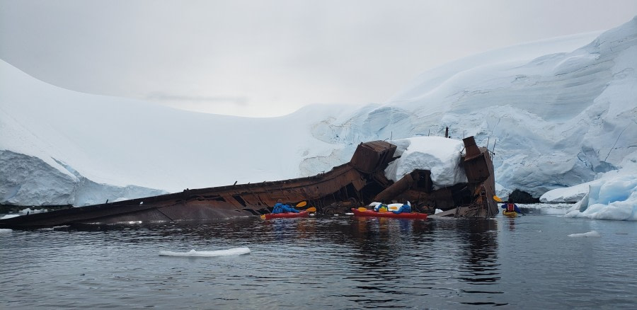 HDS24-21_Kayaking, Foyn Harbour_20211230_152359 © Oceanwide Expeditions.jpg