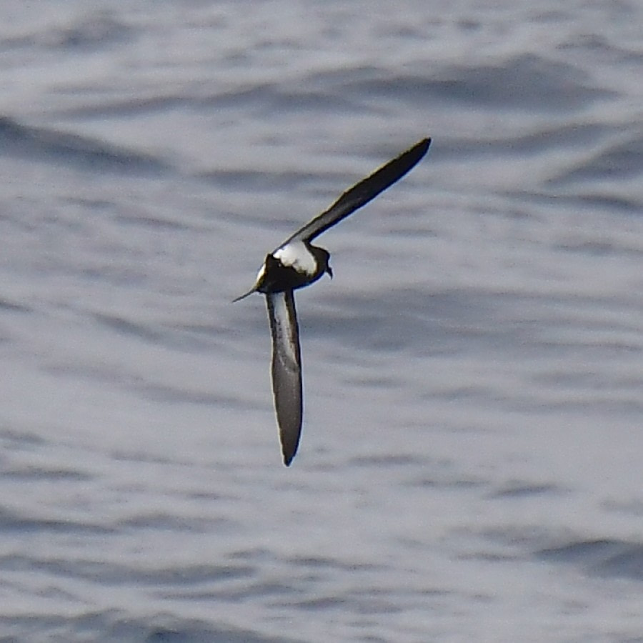 HDS24-21_Day 3_Black-bellied Petrel © Oceanwide Expeditions.jpeg