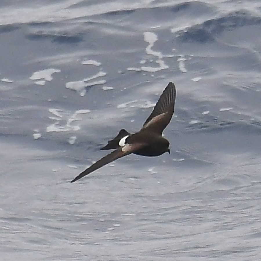 The Drake Passage