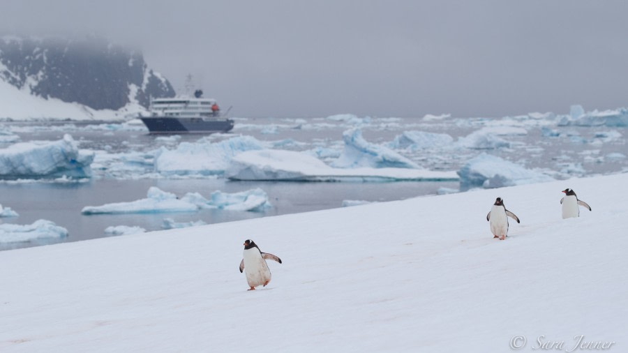 HDS24-21_Day 4_Danco 1 © Oceanwide Expeditions.jpg