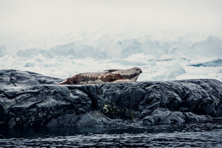 HDS24-21_Day 4, Weddell seal__Q9A5713 © Oceanwide Expeditions.jpg