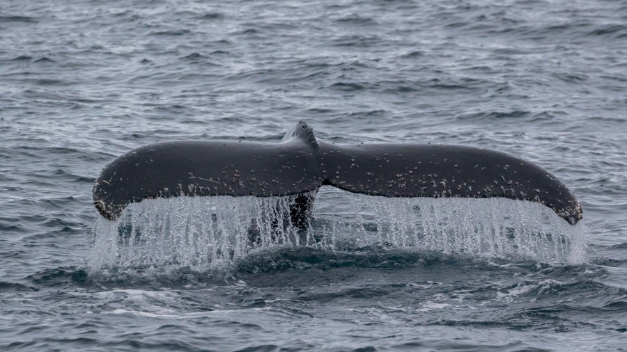 PLA25-22, pippalow-6699 © Pippa Low - Oceanwide Expeditions.jpg