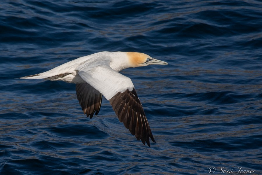 At sea, en route to Aberdeen