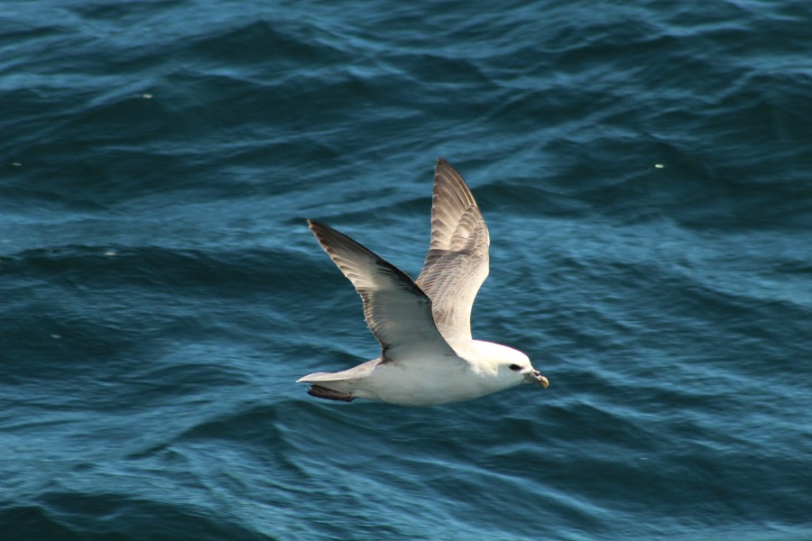 HDSX22_Day 4 Fulmar © Unknown Photographer - Oceanwide Expeditions.JPG