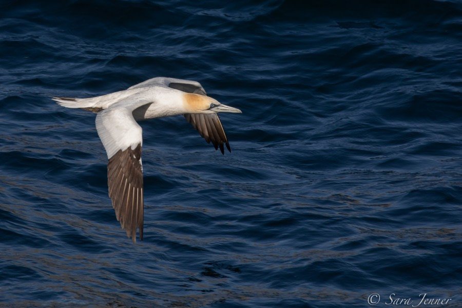 HDSX22_Day 4 Gannet 1 © Sara Jenner - Oceanwide Expeditions.jpg