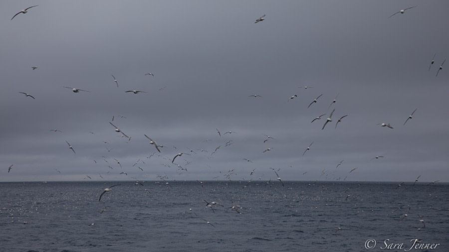 HDSX22_Day 7 Jan Mayen -Sea of Fulmars © Sara Jenner - Oceanwide Expeditions.jpg