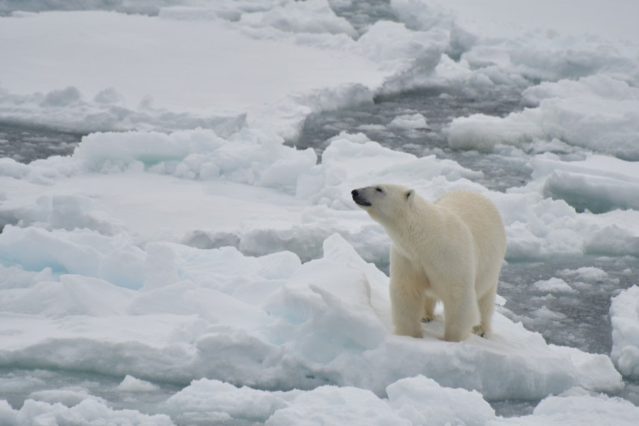 HDSX22_Day 8 Bear © Unknown Photographer - Oceanwide Expeditions.JPG