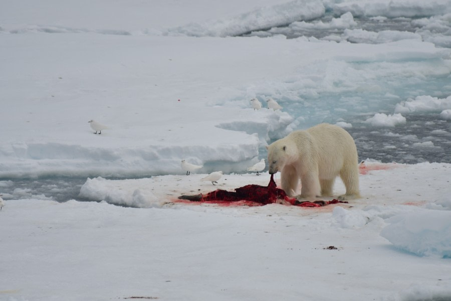 HDSX22_Day 8 Bear eating seal © Unknown Photographer - Oceanwide Expeditions.JPG