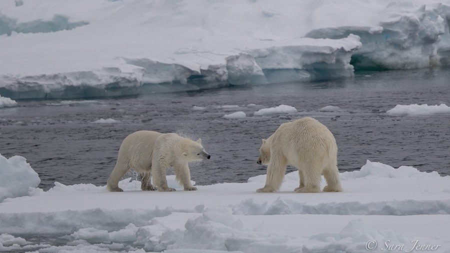 HDSX22_Day 8 polar bear 1 © Sara Jenner - Oceanwide Expeditions.jpg