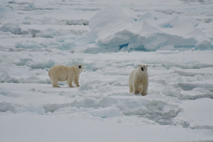 HDSX22_Day 8 Mother and son bears © Unknown Photographer - Oceanwide Expeditions.JPG