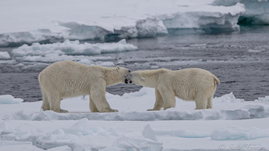 HDSX22_Day 8 polar bear 3 © Sara Jenner - Oceanwide Expeditions.jpg