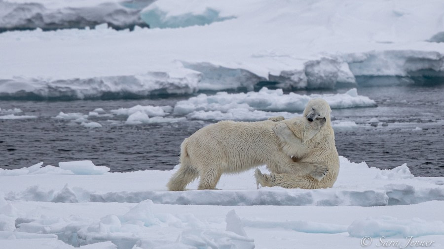 HDSX22_Day 8 polar bear 4 © Sara Jenner - Oceanwide Expeditions.jpg