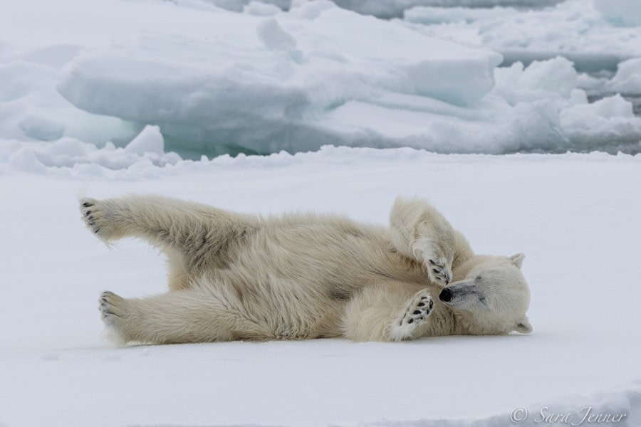HDSX22_Day 8 Polar Bear 11 © Sara Jenner - Oceanwide Expeditions.jpg