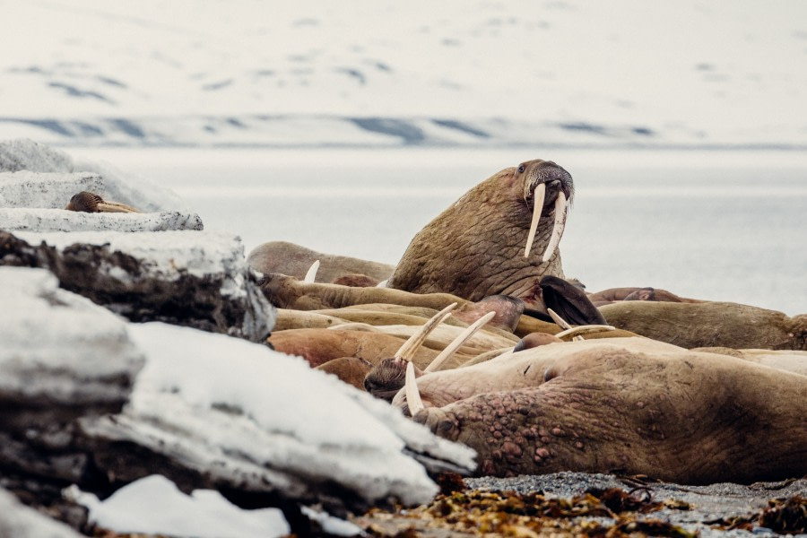 Arrival in Spitsbergen, Poolepynten Landing