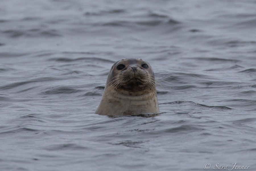 HDSX22_Day 11 Harbour Seal © Sara Jenner - Oceanwide Expeditions.jpg