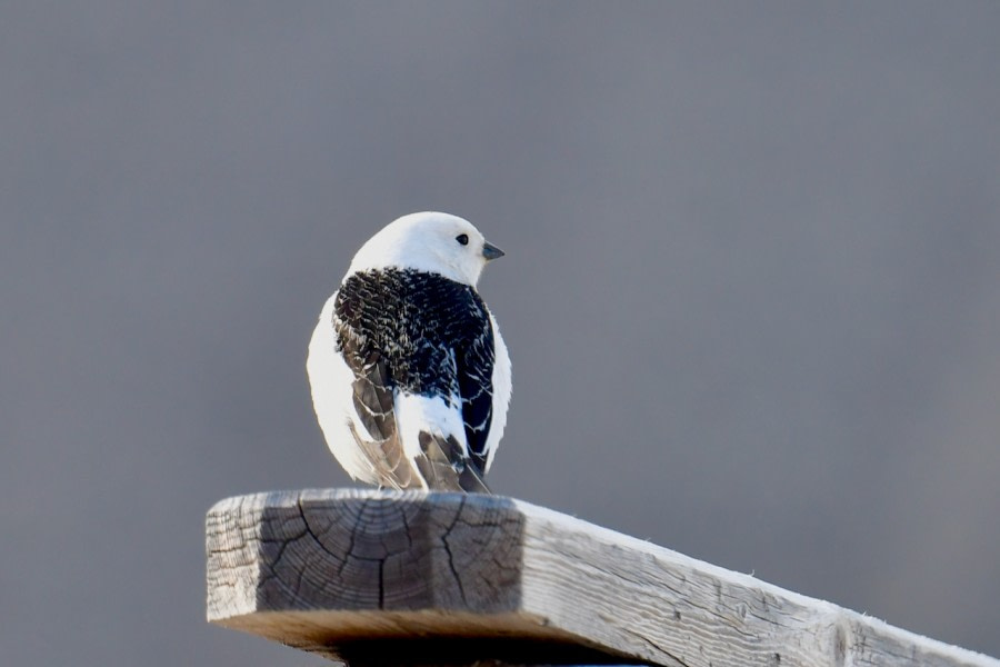 HDS01-22_Day 2 Snow Bunting - A.Crowder © Andrew Crowder - Oceanwide Expeditions.jpeg